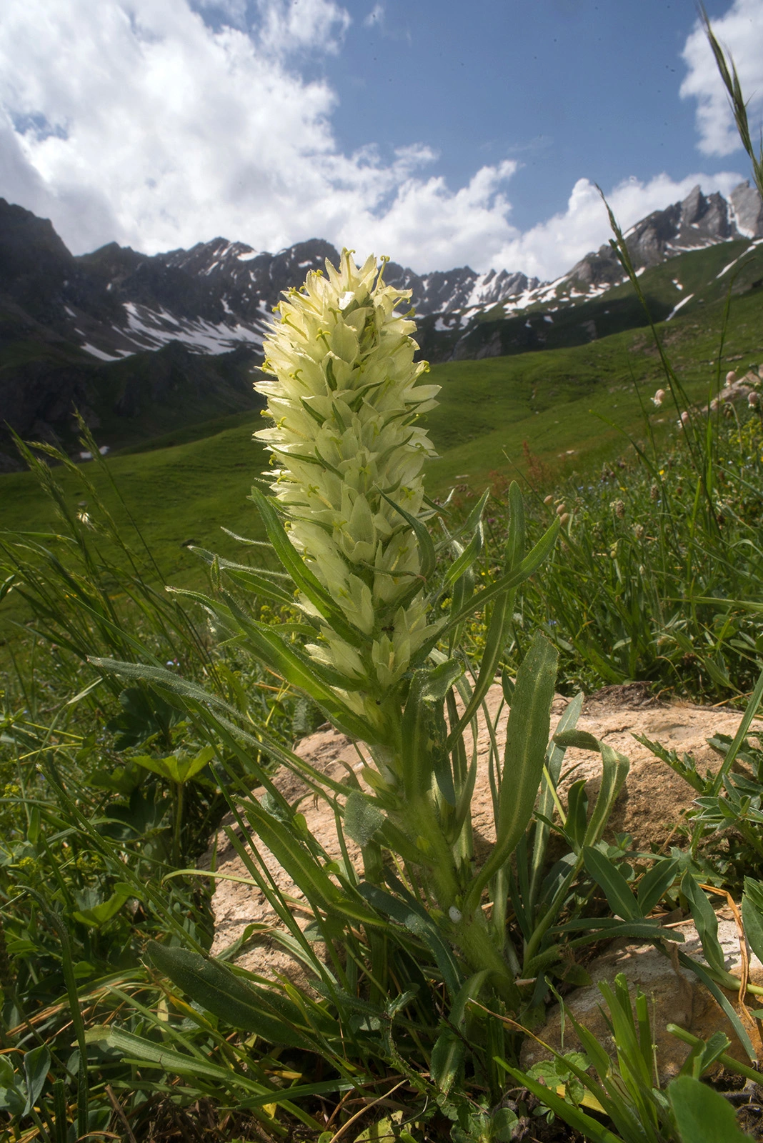 Photo Maurizio Broglio - Campanula thyrsoides